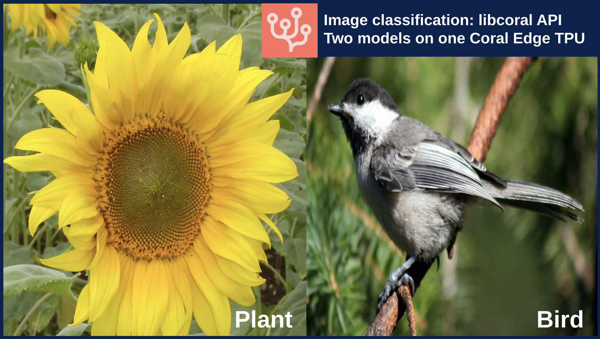 libcoral API image classification example